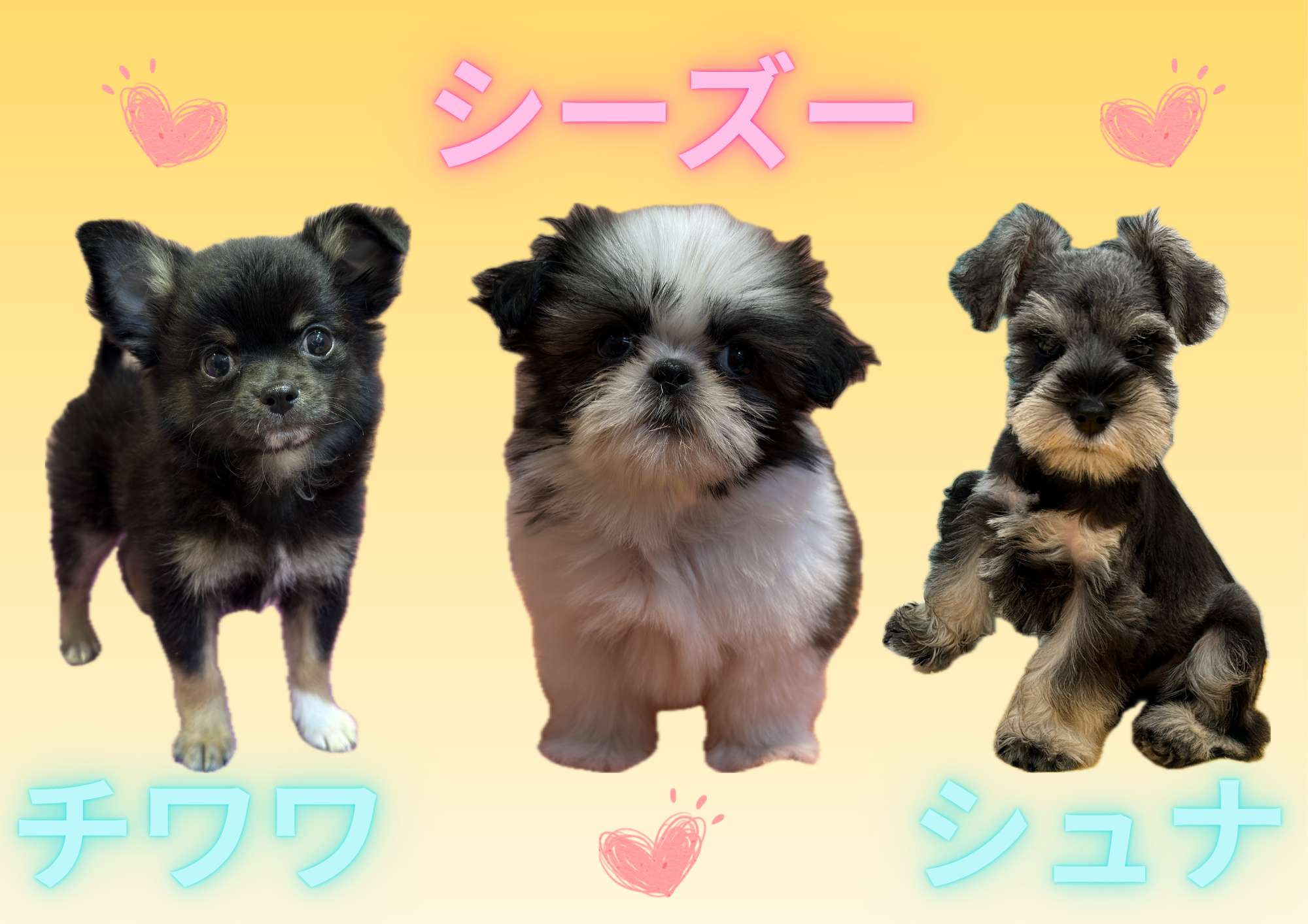 子犬、子猫デビュー!